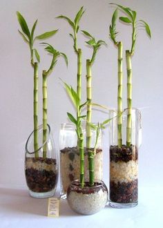 three glass vases with plants in them