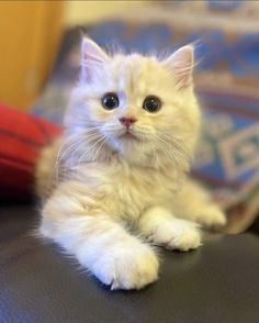 a small white kitten sitting on top of a black leather chair looking at the camera