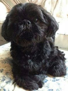 a small black dog sitting on top of a chair