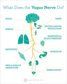 Vagal Tone: The Gut-Brain Axis & the Vagus Nerve | Amy Myers MD Vagus Nerve Function, Vagus Nerve Toning, Vagus Nerve Diagram, Poly Vagus Nerve, Vega Nerve, Vagus Nerve Damage Symptoms, Vagus Nerve Art, Activate Vagus Nerve