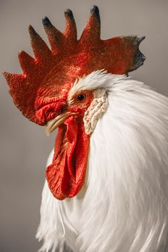 a close up of a rooster's head with red and white feathers on it