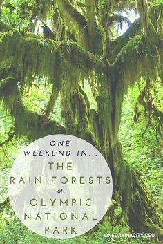 a tree with moss growing on it and the words, one weekend in the rain forests of olympic national park