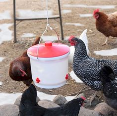 chickens and roosters are eating out of a bucket