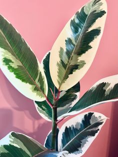 a plant with green and white leaves against a pink wall