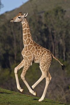 a giraffe is running on the grass in front of some hills and trees