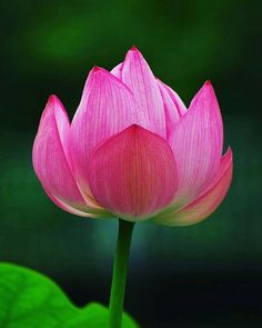 a pink flower with green leaves in the background