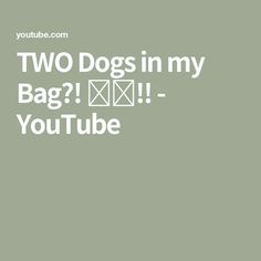 TWO Dogs in my Bag?! 😳👜‼️ - YouTube In My Bag, Two Dogs, My Bag, Dogs