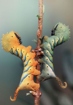 the caterpillars are attached to the tree branch