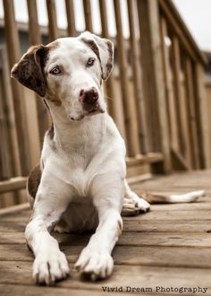 a brown and white dog sitting on top of a wooden deck