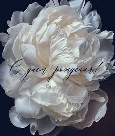 a large white flower with the words grace on it