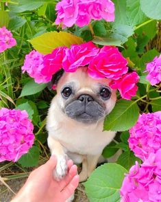 a small pug dog sitting in the middle of flowers with its owner's hand