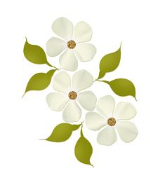 three white flowers with green leaves on a white background