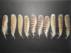 six feathers lined up in a row on a black background