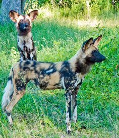 two wild dogs standing next to each other in the grass