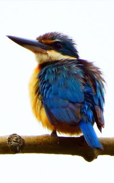 a colorful bird sitting on top of a tree branch