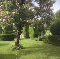 a garden with hedges and pink flowers on the trees in the center is an apple blossoming tree