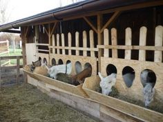 some animals are eating hay out of their troughs