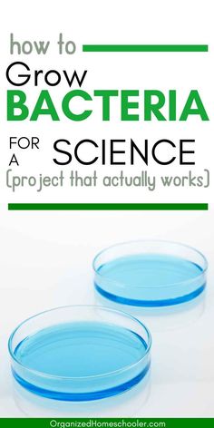 how to grow bacteria for science a project that actually works Biology Experiments High School, Biology Project Ideas, High School Science Fair Projects, Science Project Board, High School Science Fair, Environmental Science Lessons, Biology Experiments, Middle School Health