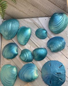 several blue shells on a wooden table next to a plant