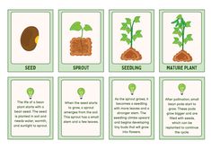 four cards with different stages of seeding and plant growth, including seed sprouts