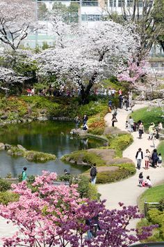 people are walking around in the park with cherry blossoms on trees and bushes surrounding them