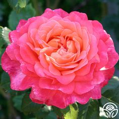 a pink flower with green leaves in the background