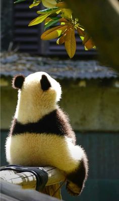 a large panda bear sitting on top of a wooden pole next to a tree branch