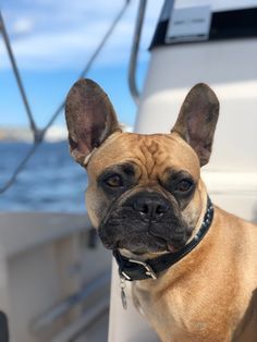 a brown dog sitting on top of a boat next to the ocean and looking at the camera