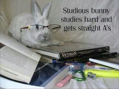 a bunny wearing glasses sitting on top of a book