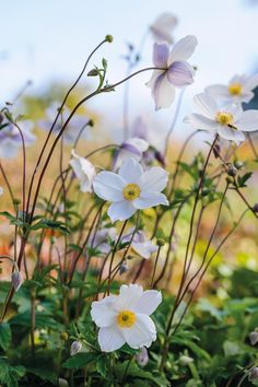 white flowers with yellow centers and green leaves