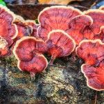 a group of mushrooms growing on the side of a rock