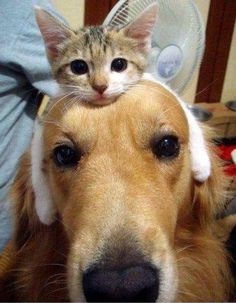 a cat sitting on top of a dog's head that says, i've got my thinking cat on