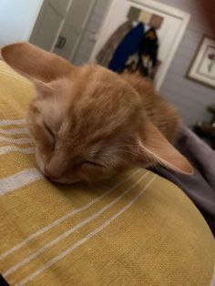 an orange cat sleeping on the arm of a chair in a room with other furniture