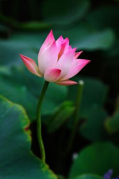 a pink and white flower sitting on top of a lush green leaf covered field next to water lilies