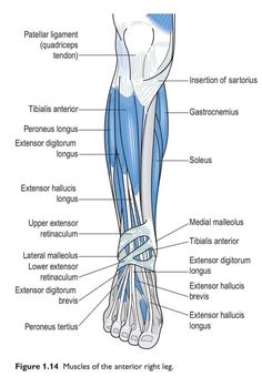 the muscles are labeled in this diagram, including the foot and lower limb bones with labels on