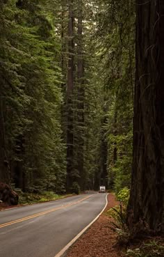 an empty road surrounded by tall trees in the forest