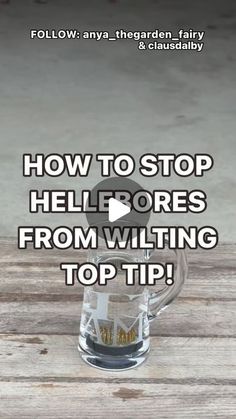 the words how to stop hellores from wilting top tips on a wooden table