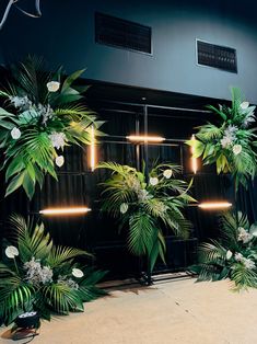 an indoor area with plants and lights on the wall, in front of a black backdrop