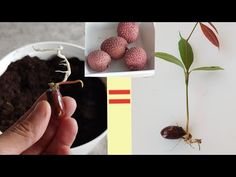 a person holding a plant in their left hand and photos of plants on the right