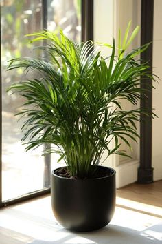 a potted plant sitting on top of a wooden floor next to a window sill