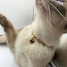 a white cat wearing a gold heart charm on it's collar looking out the window