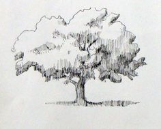 a pencil drawing of a tree with no leaves