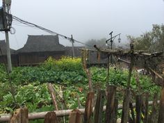 a garden with lots of green plants next to a wooden fence and power lines in the background