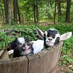 two baby goats are in an old wooden tub with plants growing out of the sides