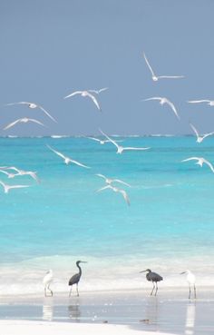 seagulls are flying over the water at the beach