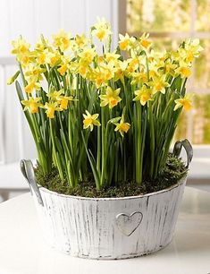 yellow daffodils in a white bucket on a table