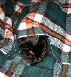 a black cat laying on top of a green and white plaid comforter covered in a blanket