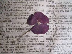 a purple flower laying on top of an old book