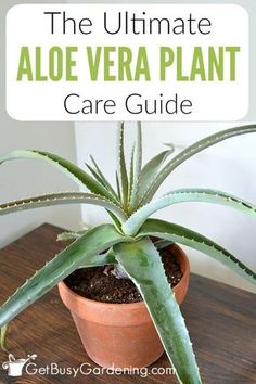 an aloe vera plant sitting on top of a wooden table with text overlay that reads the ultimate aloe vera plant care guide