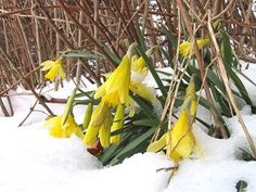 some yellow flowers are in the snow